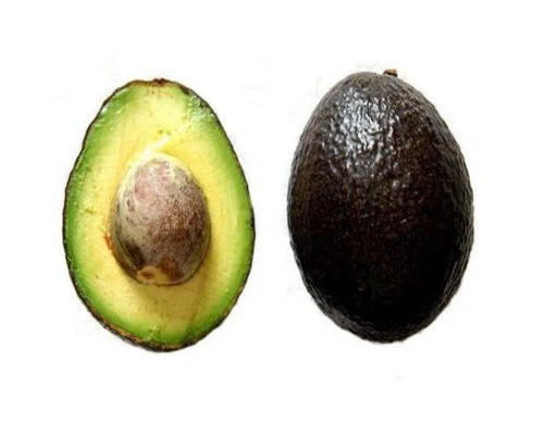 Avocat Premium