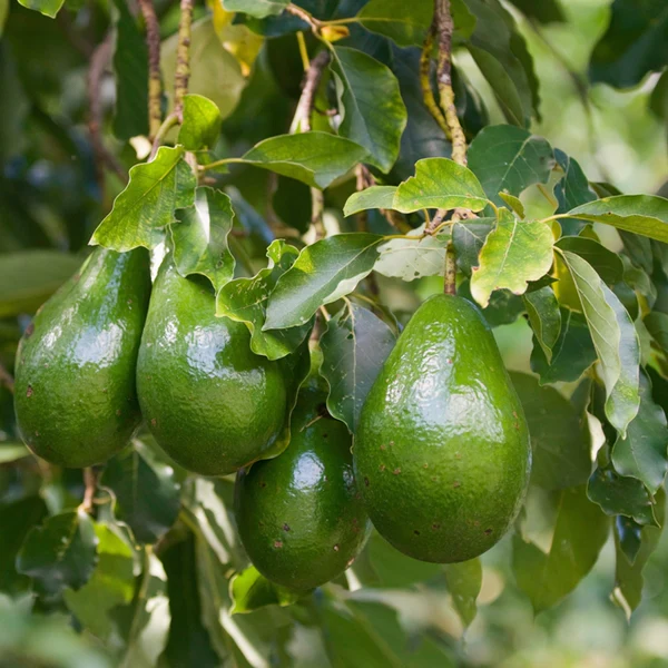 Avocat Bio