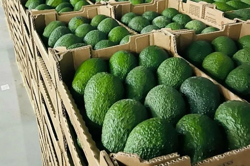 Avocat Export
